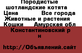 Породистые шотландские котята. › Цена ­ 5 000 - Все города Животные и растения » Кошки   . Амурская обл.,Константиновский р-н